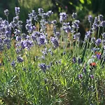 School House And Tea Garden Отель типа 