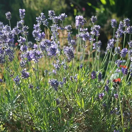 School House And Tea Garden Frühstückspension 4*