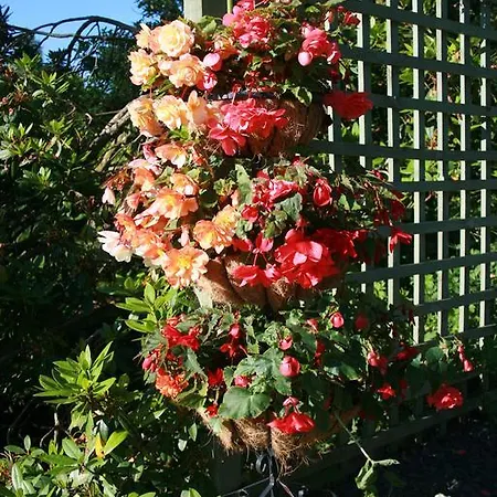 School House And Tea Garden Frühstückspension 4*