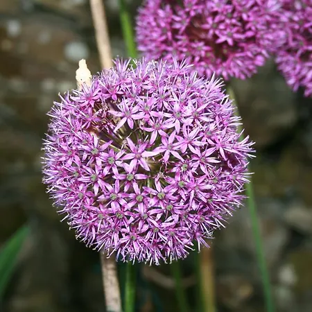 School House And Tea Garden Bed & Breakfast 4*